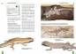 Preview: Hausgeckos